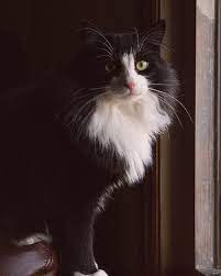 smokin cinsi kedi smokin kedi kedi smoki n