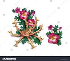 Image result for Harpagophytum procumbens