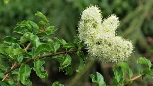 Image result for Galpinia transvaalica