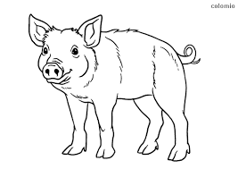Perhaps you could colour his coat in red, the colour associated with good luck! Pigs Coloring Pages Free Printable Pig Coloring Sheets