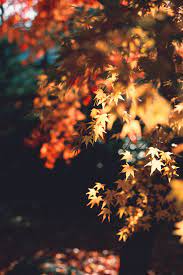 Late Autumn Nights Osennie Fotografii Pejzazhi Osennie Kartinki