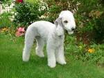 BEDLINGTON TERRIER CLUB of AMERICA