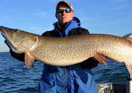 843604 posts in 100503 threads across 19 forums. When Hunting Muskies The Real Action Is Beside The Boat Pittsburgh Post Gazette