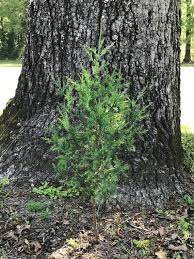 Using a shovel, dig a wide ring around the sapling while taking note of the location and size of its root ball. 1 Ft Tall Eastern Red Cedar Tree Seedling Etsy