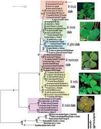 Image result for Marsilea vera