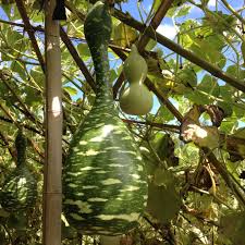 Image result for Lagenaria