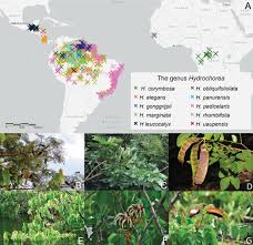 Image result for Cathormion altissimum