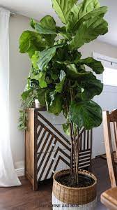 How to know when to water my fig plant How To Care For A Fiddle Leaf Fig Tree Hawthorne And Main