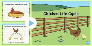 This is a fun life cycle activity for kids from preschoolers, kindergartners, grade 1, grade 2, grade 3, grade 4, grade 5, and grade 6 students. The Life Cycle Of A Chicken For Kids Video Ppt Twinkl