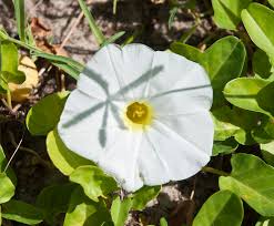 Image result for Ipomoea stolonifera