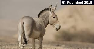 The mules hooves are harder than horses hooves, and both the mule and the mules hooves show a natural resistance to disease and insects. Of Jacks And Jennets Facts About Donkeys The New York Times