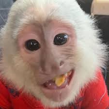 The capuchin monkeys (/ˈkæpjʊtʃɪn/ or /ˈkæpjʊʃɪn/) are new world monkeys of the subfamily cebinae. Capuchin Monkey For Sale Capuchin Monkey For Sale Near Me