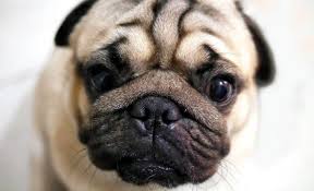 The husky pug mix is slowly gaining popularity as a family dog. 16 Pug Mixes Perfect Pug Mixes Breeds You Can T Resist