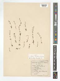 Image result for Nesaea dinteri