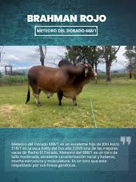 Conoce a Meteoro del Dorado 688/1: El Toro Brahman Ideal | TikTok