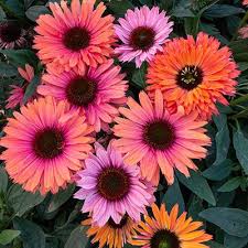 Check spelling or type a new query. A Fast And Easy Coneflower That Blooms And Attracts Butterflies All Summer The Flowers Start Yell Flowers That Attract Butterflies Purple Perennials Echinacea