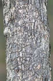 Image result for Combretum apiculatum