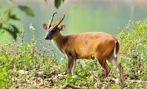 But it's illegal to kill muntjac unless you the fawn was only a couple of months old when she was rescued, and mr slater stocked up on books to help educate himself about how to care for her. Muntjac Deer Muntiacus About Animals