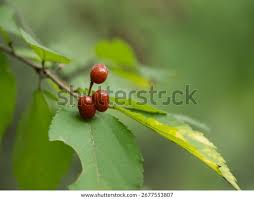 Image result for Grewia arborea