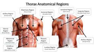 A regional study of human structure. Anatomical Regions Scientist Cindy