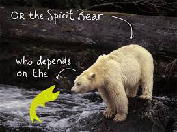 Prime members enjoy free delivery and exclusive access to music, movies, tv shows, original audio. Spirit Bear Quotes Quotesgram