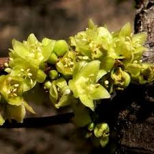 Image result for Pseudolachnostylis maprouneifolia