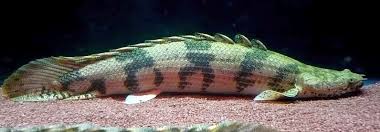 bichir the dinosaur or dragon fish tropical fish keeping