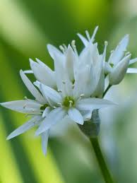 Image result for Allium ursinum