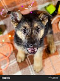 We are committed to raising quality puppies for sale for many years now. 2 Month Old Dog Toys Image Photo Free Trial Bigstock