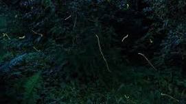 Firefly Flash Walk