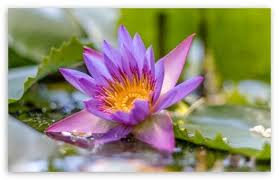 If you're looking for the best 4k background then wallpapertag is the place to be. Lotus Flower Ultra Hd Desktop Background Wallpaper For 4k Uhd Tv Widescreen Ultrawide Desktop Laptop Tablet Smartphone Hd Wallpapers Market