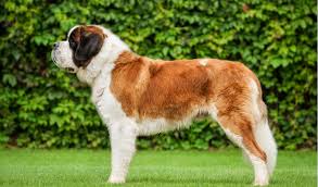 St Bernard Breed Facts And Information Petcoach