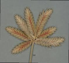 Image result for Cyperus pectinatus