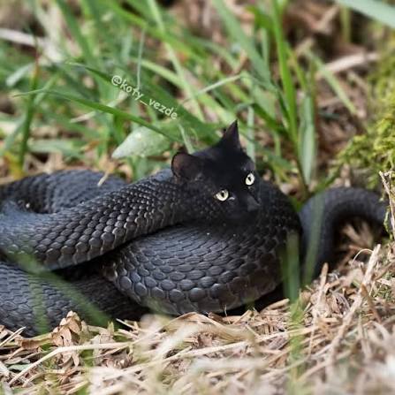 Hey! What do you call a mix of a cat and a snake? What do a cat and a cobra  have in common? (they hiss) New picture (#1) for @csolanooo ______ You