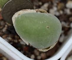 Image result for Trachyandra burkei