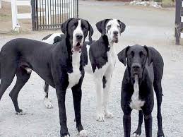 Jetzt eine riesige auswahl an gebrauchtmaschinen von zertifizierten händlern entdecken 25 Cutest Black And White Great Dane Pictures Ever The Paws