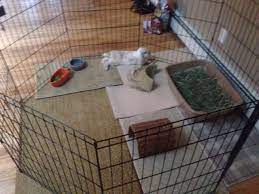 Последние твиты от play at the cage (@playthecage). Rabbit Ideal Indoor Housing It S Strongly Suggest That Cage Size Is 4 Times Size Of The Bunny Play Pens Give The Pet Bunny Rabbits Indoor Rabbit Rabbit Cages