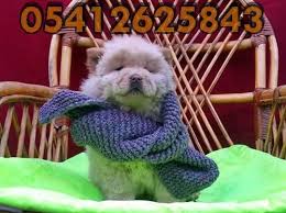 Satilik Cin Aslani Chow Chow Aslan Kopek