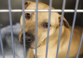 With its unique technology, the ipet companion system allows online users to play with shelter animals in real time via the. No Kill Long Beach Blog