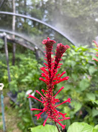 Image result for Geigeria brevifolia