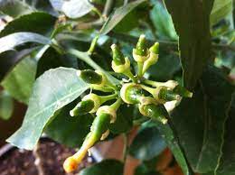 We did not find results for: Meyer Lemon Tree Growing And Fertilizing Growing In My Garden Meyer Lemon Tree Lemon Tree Potted Growing Tree