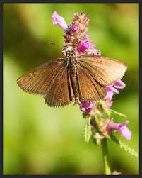 Image result for Heteropterus morpheus