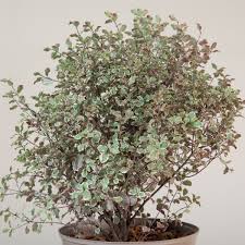 Image result for Pittosporum tenuifolium