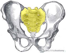The pelvis is composed of the … The Sacrum Landmarks Surfaces Relations Teachmeanatomy