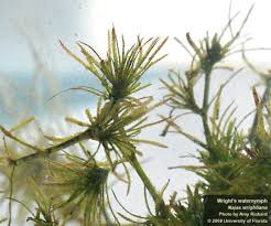 Image result for Najadaceae