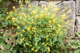 Image result for Corydalis