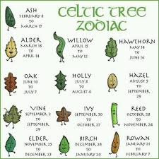 Celtic Tree Zodiac Celtic Tree Celtic Celtic Symbols
