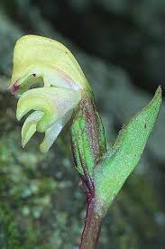 Image result for Disperis reklieberae