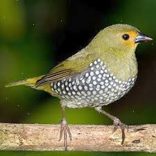 Shared Little Birds Movie D Belas Criaturas Aves Belas Animais