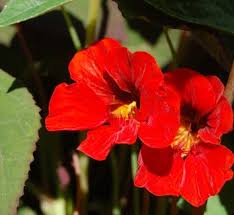 Image result for Tropaeolaceae